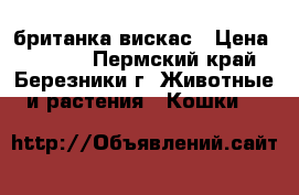 британка вискас › Цена ­ 5 000 - Пермский край, Березники г. Животные и растения » Кошки   